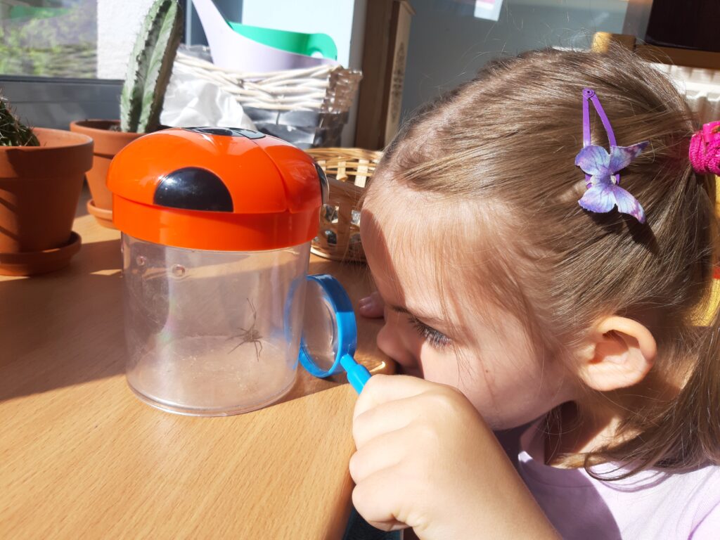 Montessori przedszkole Warszawa - Dzieci poznają podstawy biologii - czterolatka poznaje budowę pająka