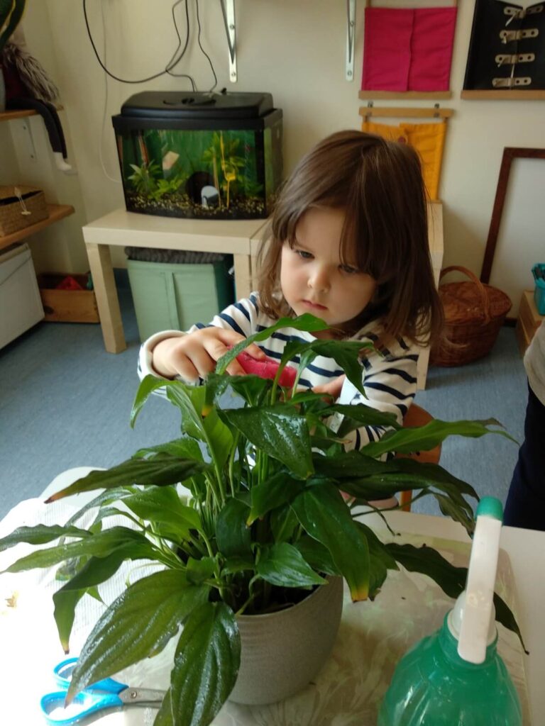 Przy oknie dziewczynka pielęgnuje roślinę – czyści liście, podlewa.